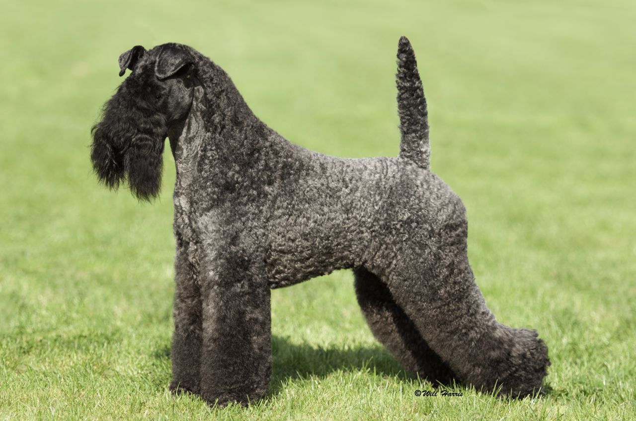 Kerry Blue Terrier Puppies: Kerry Kerry Blue Terrier Puppies For Sale Ipswich Breed