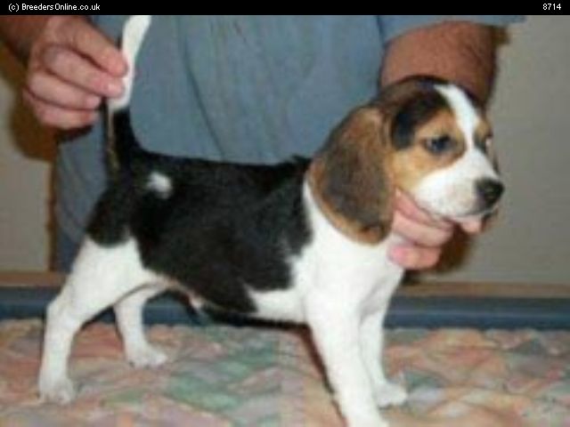 Kerry Beagle Puppies: Kerry Puppies For Sale Breed