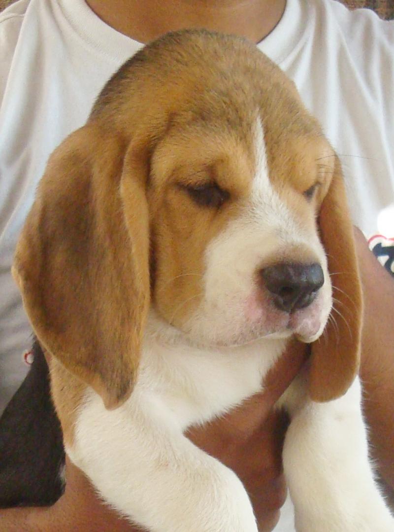 Kerry Beagle Puppies: Kerry Size Dianekr Breed