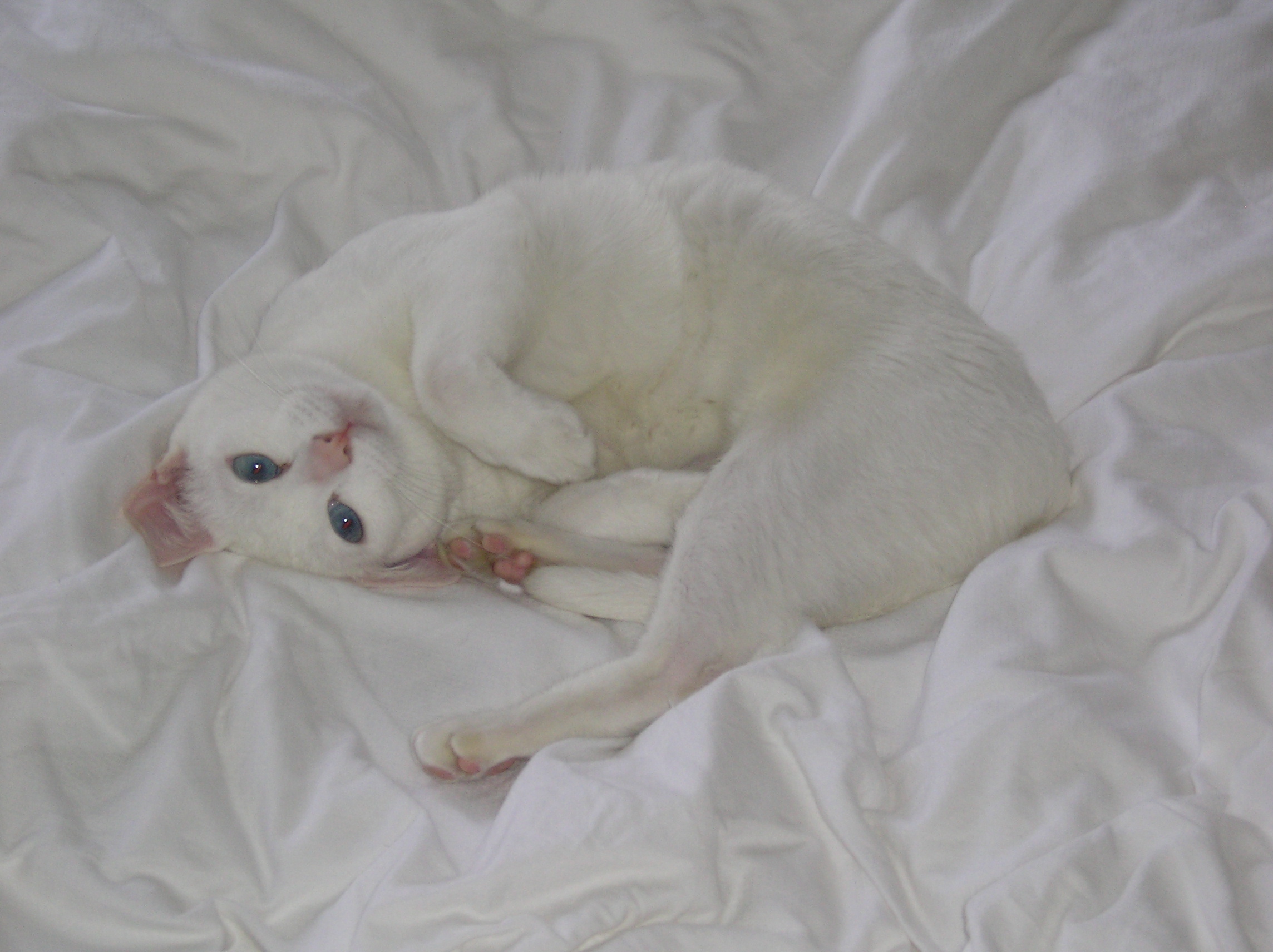 Khao Manee Kitten: Khao Khao Manee Kitten On The Bed Breed
