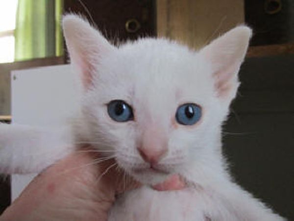 Khao Manee Kitten: Khao Khao Manee Pedigree Kittens For Sale Breed