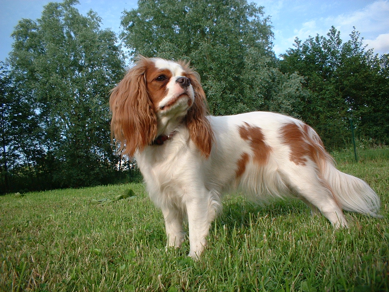 King Charles Spaniel Puppies: King Cavalier King Charles Spaniel Dog Breed