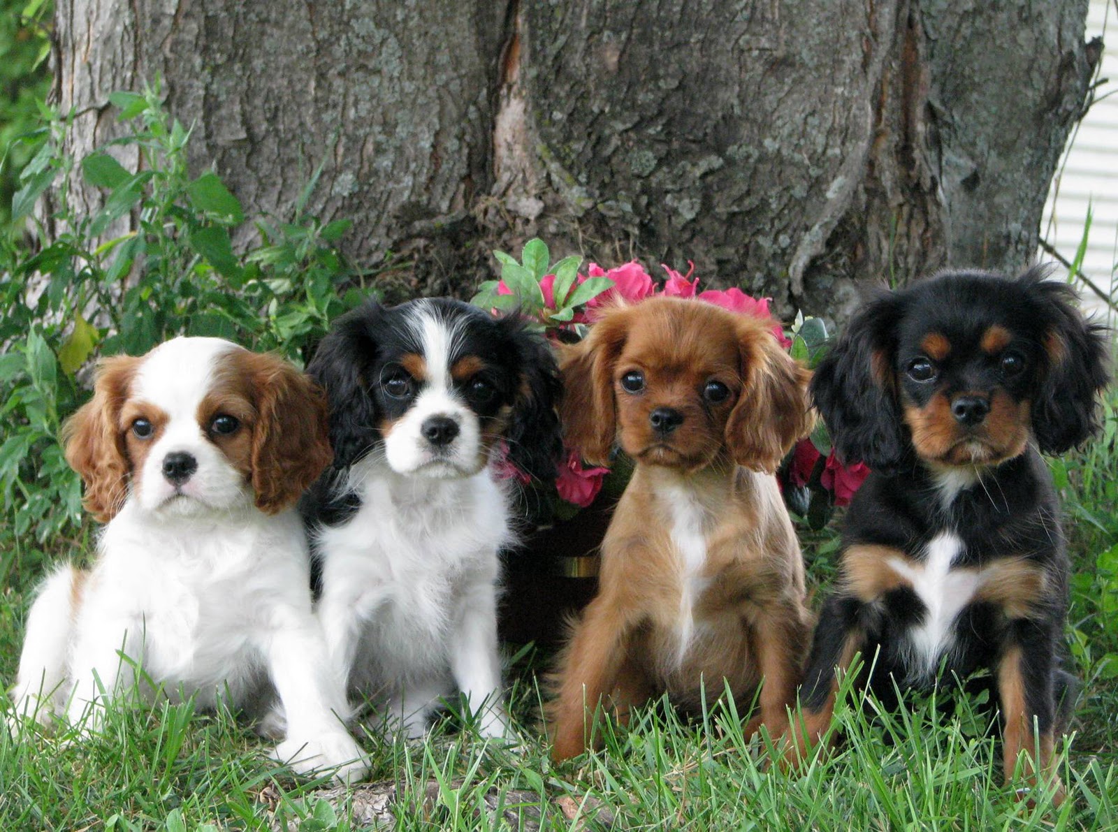 King Charles Spaniel Puppies: King Cavalier King Charles Spaniel Puppies Breed