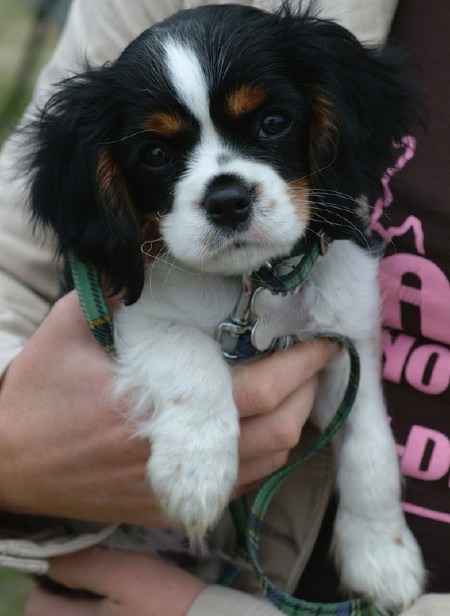 King Charles Spaniel Puppies: King En I Offer I Id I I Akc Cavalier King Charles Spaniel Puppies King Chares Breed