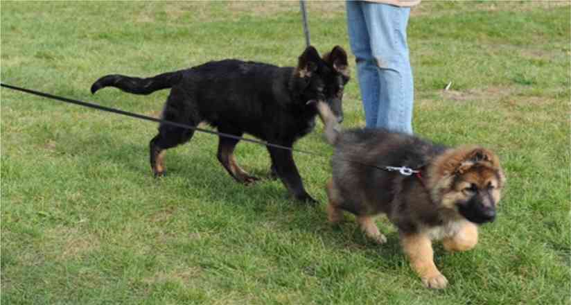 King Shepherd Puppies: King Extravaganzaarchives Breed
