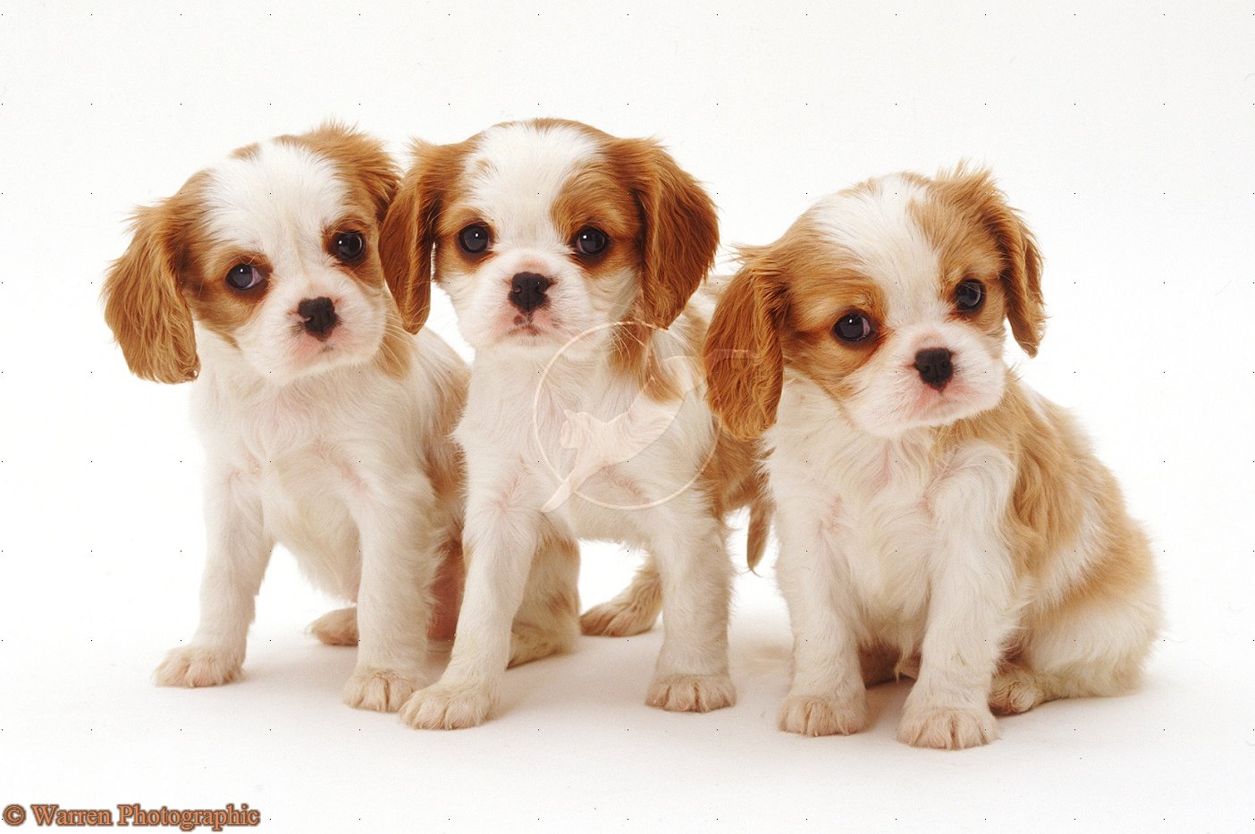 King Charles Spaniel Puppies: King King Charles Spaniel Puppies Breed