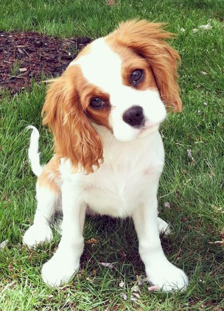 King Charles Spaniel Puppies: King Rory The Cavalier King Charles Spaniel Breed