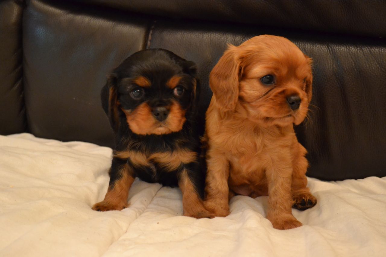 King Charles Spaniel Puppies: King Ruby Cavalier King Charles Spaniel Puppies Breed
