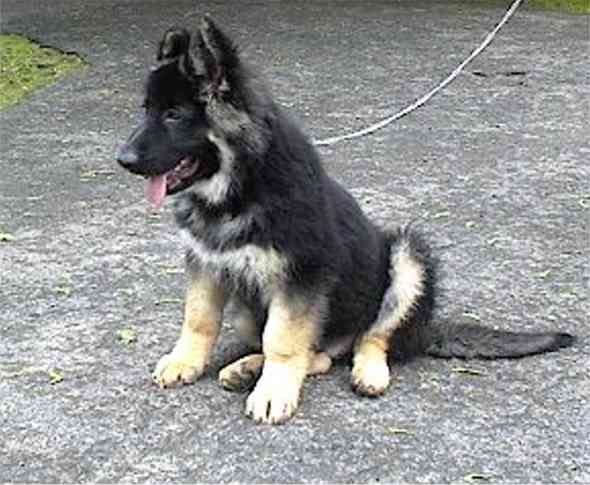 King Shepherd Dog: King Shepherd Dog Black Breed