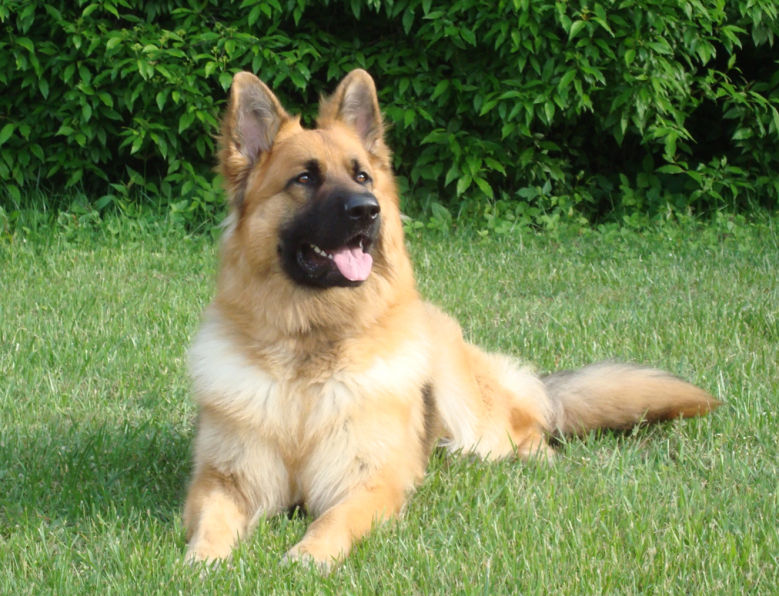 King Shepherd Dog: King Showflat Breed