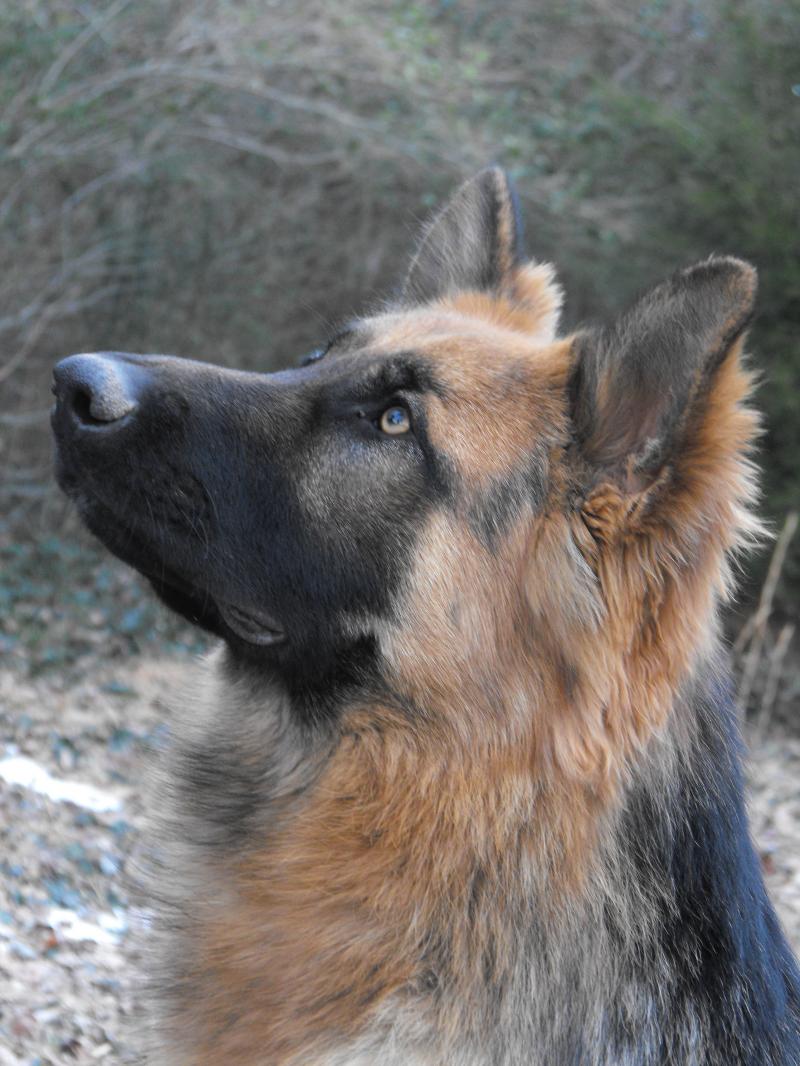 King Shepherd Dog: King Training Your King Shepherd To Listen Breed