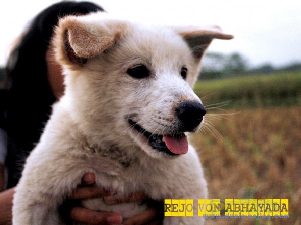 Kintamani Puppies: Kintamani Dunia Anjing Breed