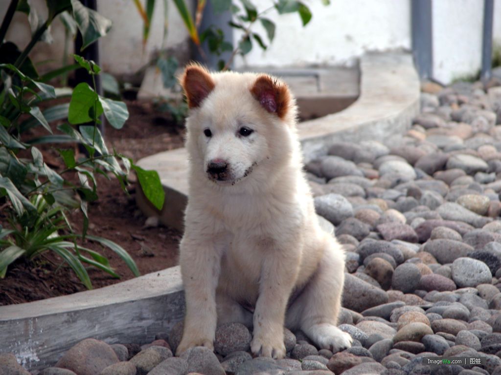 Kintamani Puppies: Kintamani Karakachan Bear Dog Puppies Breed