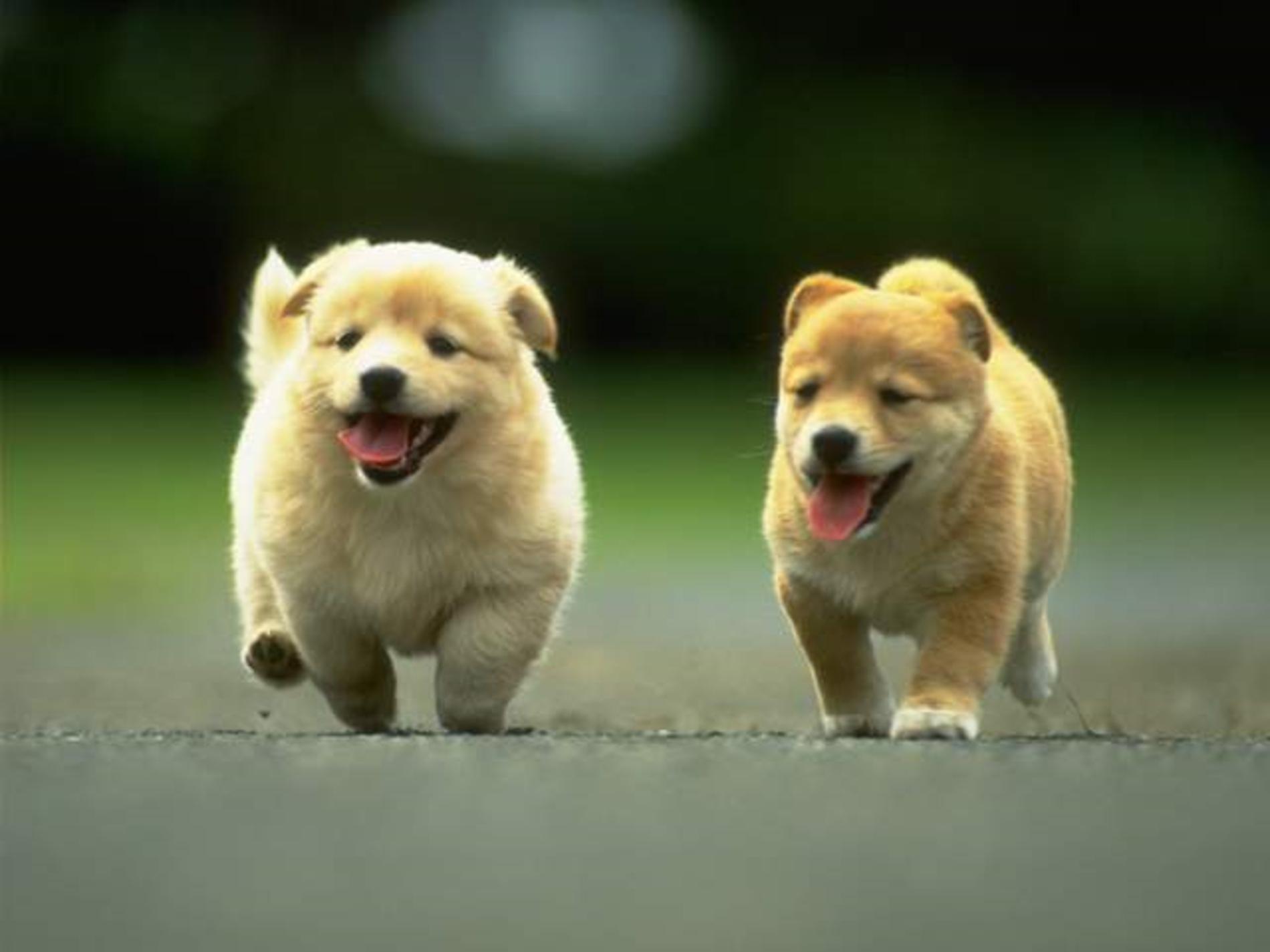 Kintamani Puppies: Kintamani Running Kintamani Puppies Breed