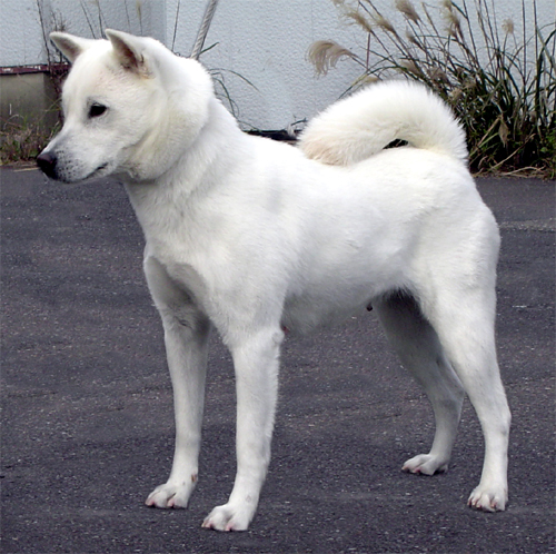 Kishu Ken Puppies: Kishu Featuring May S Rare Breed Of The Month 