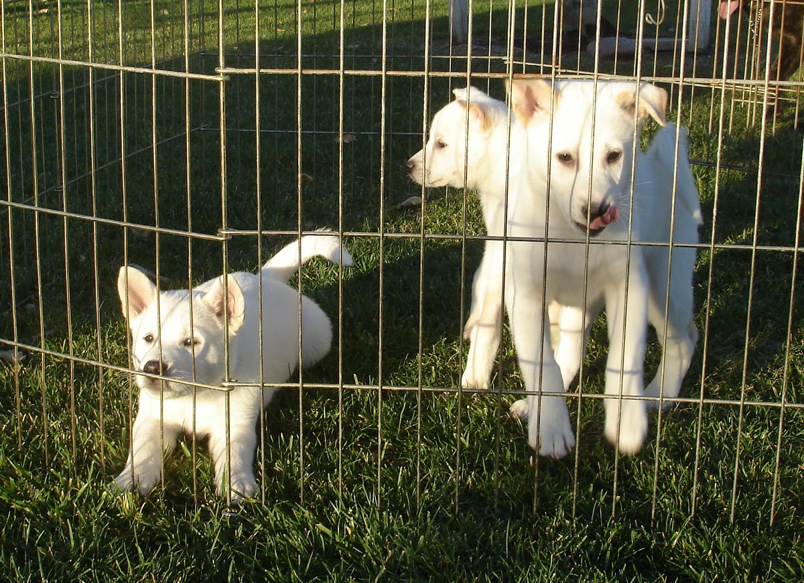 Kishu Ken Puppies: Kishu Nihon Ken Japanese Native Dog Meet Up Breed