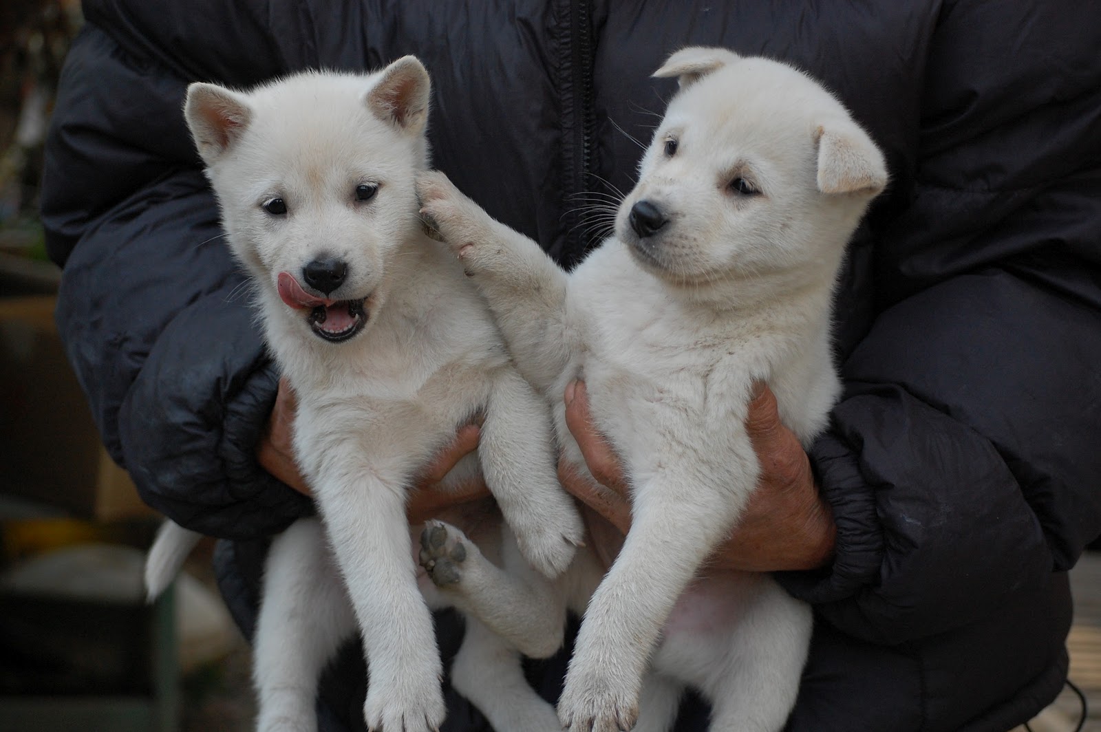Kishu Ken Puppies: Kishu Two Cute Kishu Puppies Breed