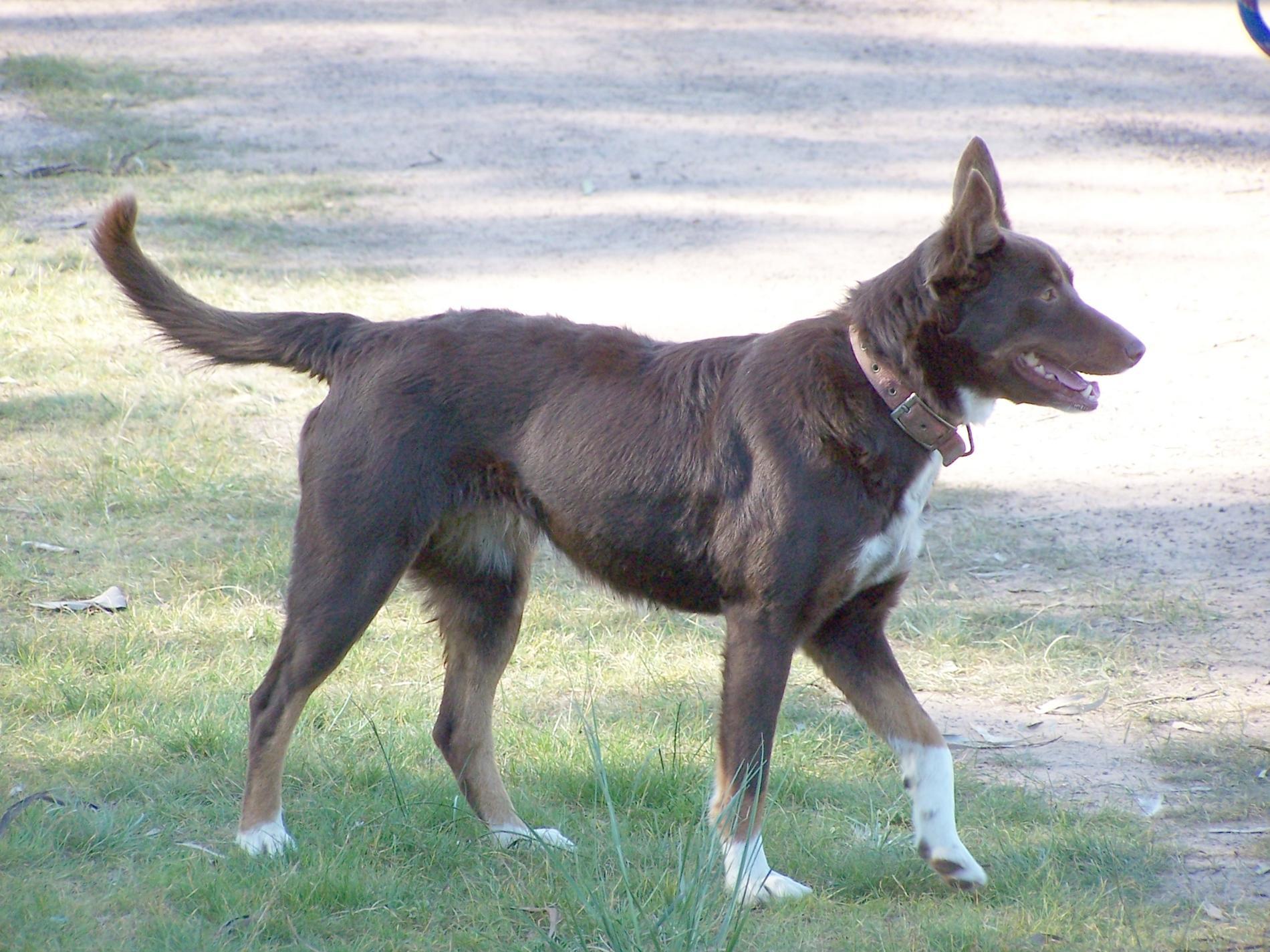 Koolie Dog: Koolie Walking Koolie Dog Breed