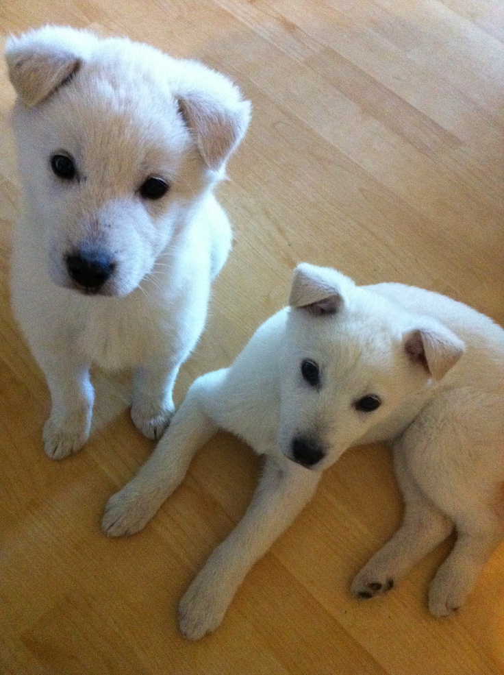 Korean Jindo Puppies: Korean Breed