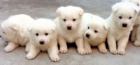 Korean Jindo Puppies: Korean Jindo Gae South Koreas National Treature Breed