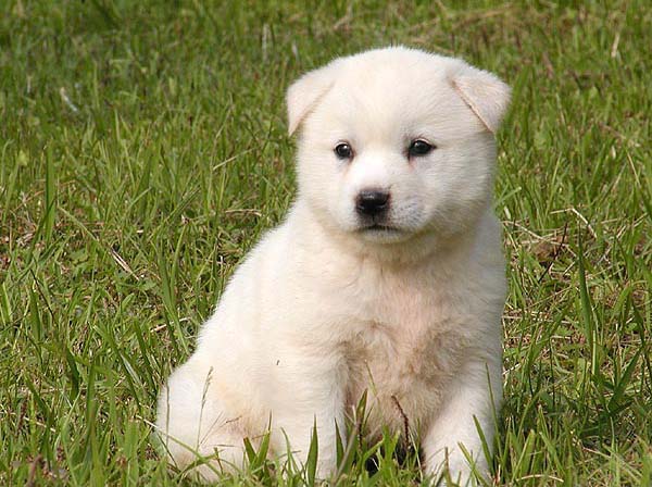 Korean Jindo Puppies: Korean Korean Jindo Dog Breed S