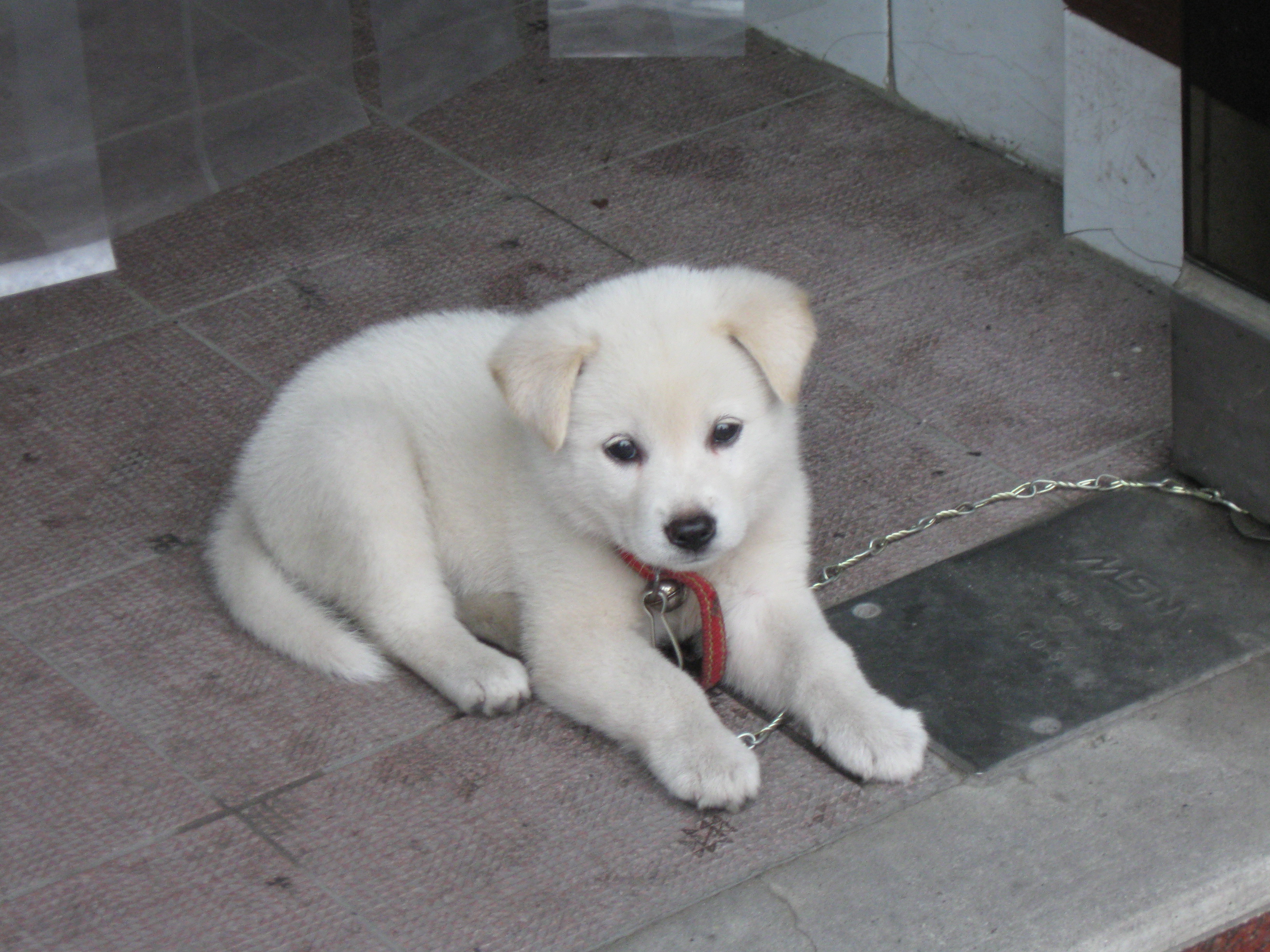 Korean Jindo Dog: Korean Lovely Korean Jindo Dog Puppy Breed