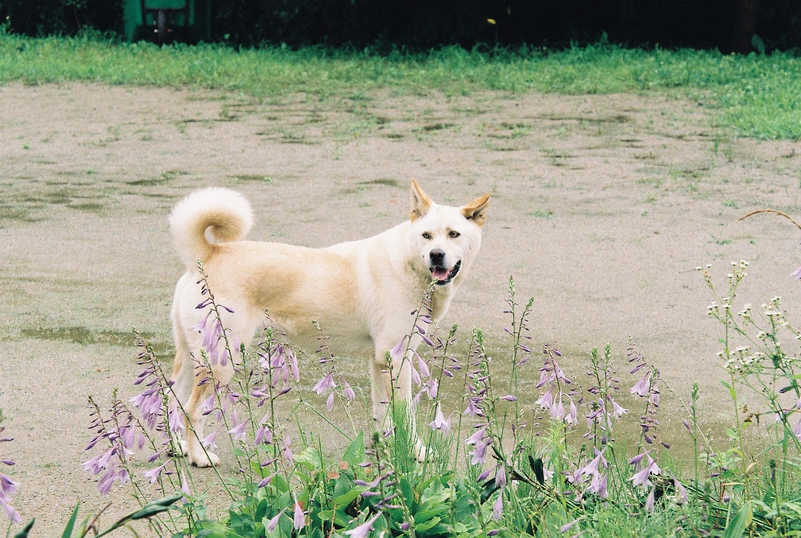 Korean Jindo Dog: Korean Nice Korean Jindo Dog Breed