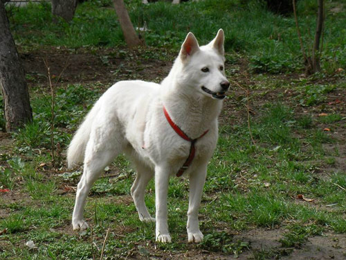 Korean Jindo Dog: Korean Open Breed