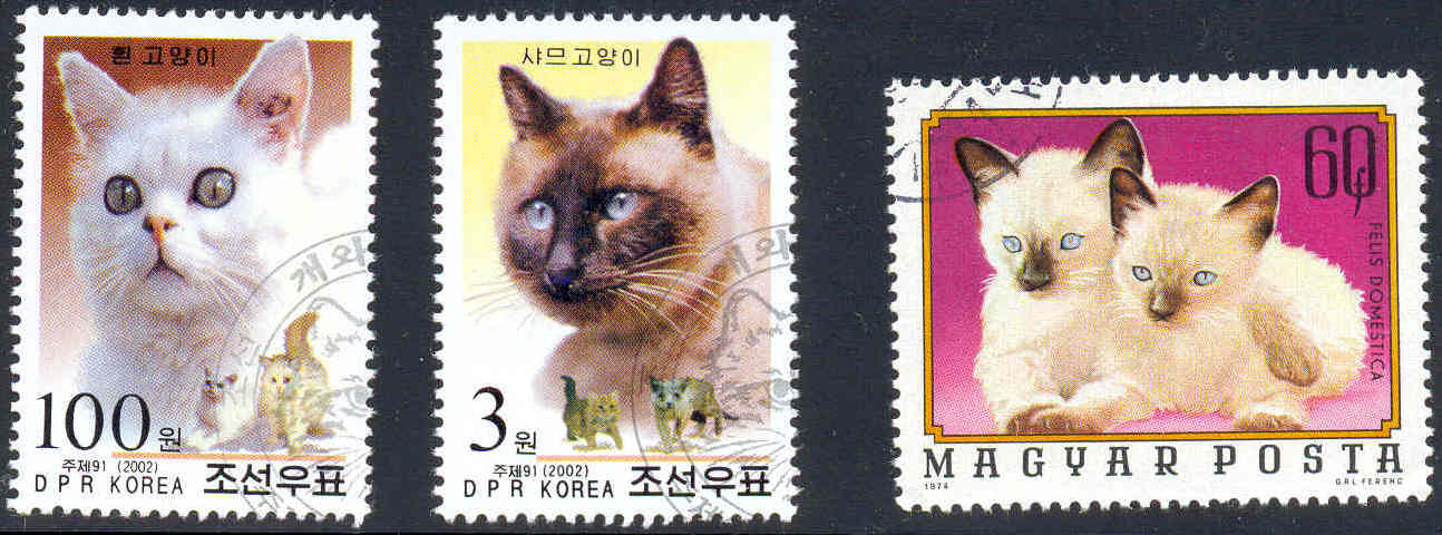 Korean Bobtail Kitten: Korean Topic Breed
