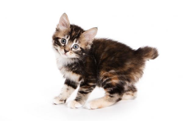 Korn Ja Cat: Korn Kurilian Bobtail Kitten Breed