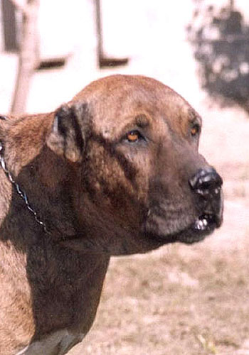 Kumaon Mastiff Dog: Kumaon Molosserdogs Breed
