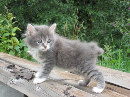 Kuril Islands Bobtail Kitten: Kuril Archive Breed