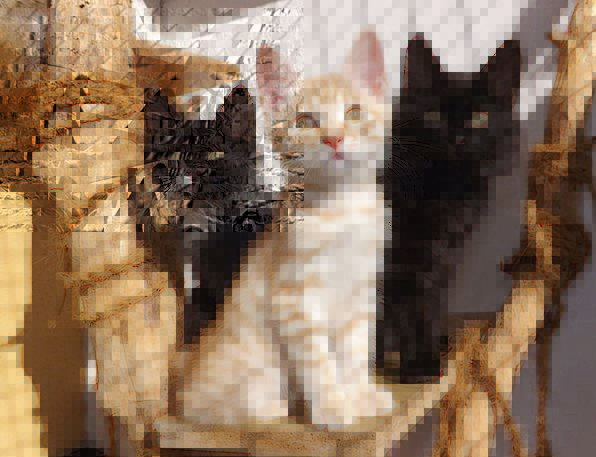 Kurilian Bobtail Kitten: Kurilian Bobtail Black Cat Kittens Mammal Black And White Cat Black Silver Cat Kitten Animal Black And White Breed