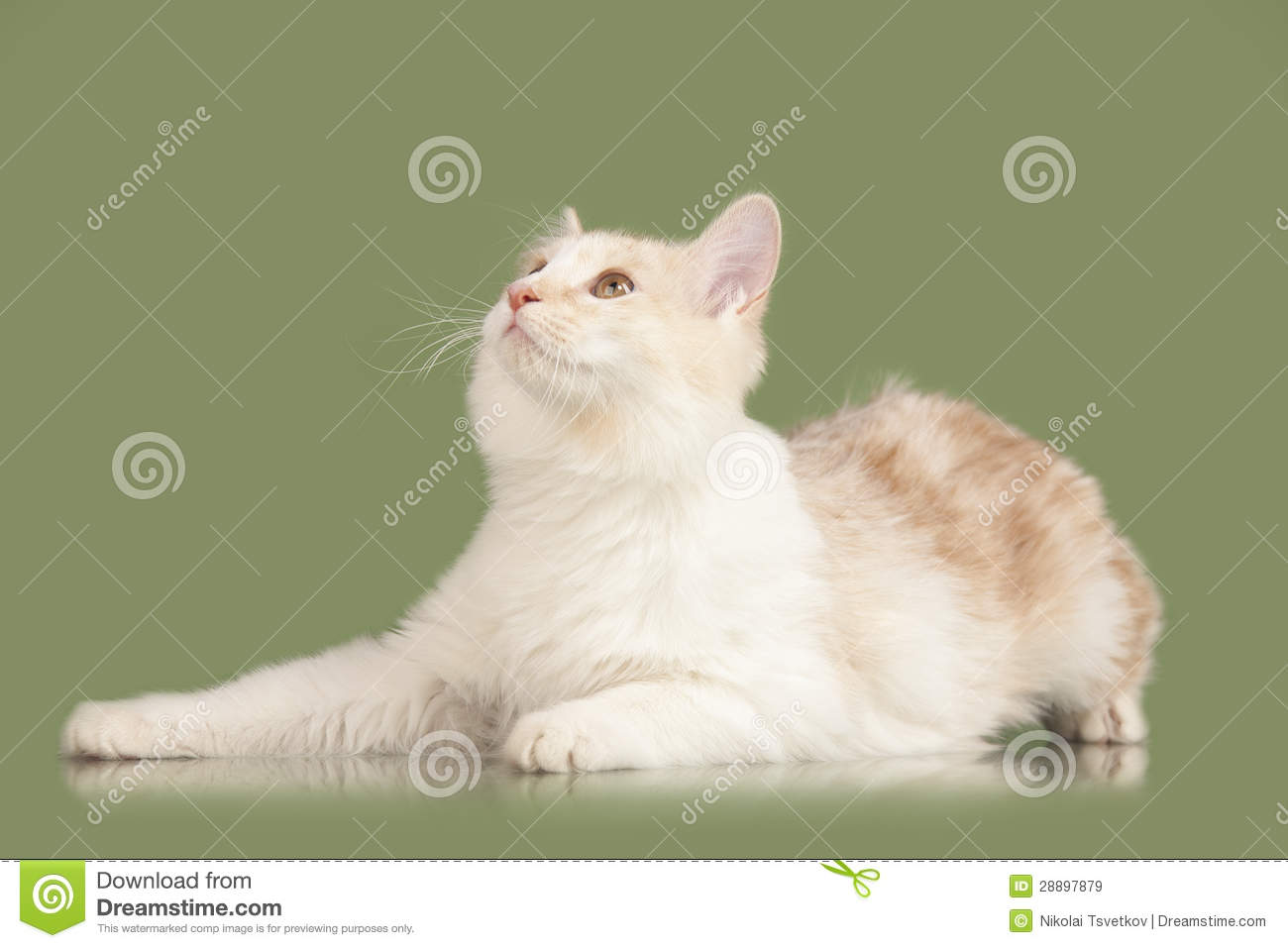 Kurilian Bobtail Kitten: Kurilian Royalty Free Stock S Kurilian Bobtail Kitten Breed