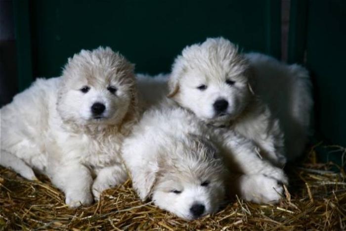 Kuvasz Puppies: Kuvasz Breed