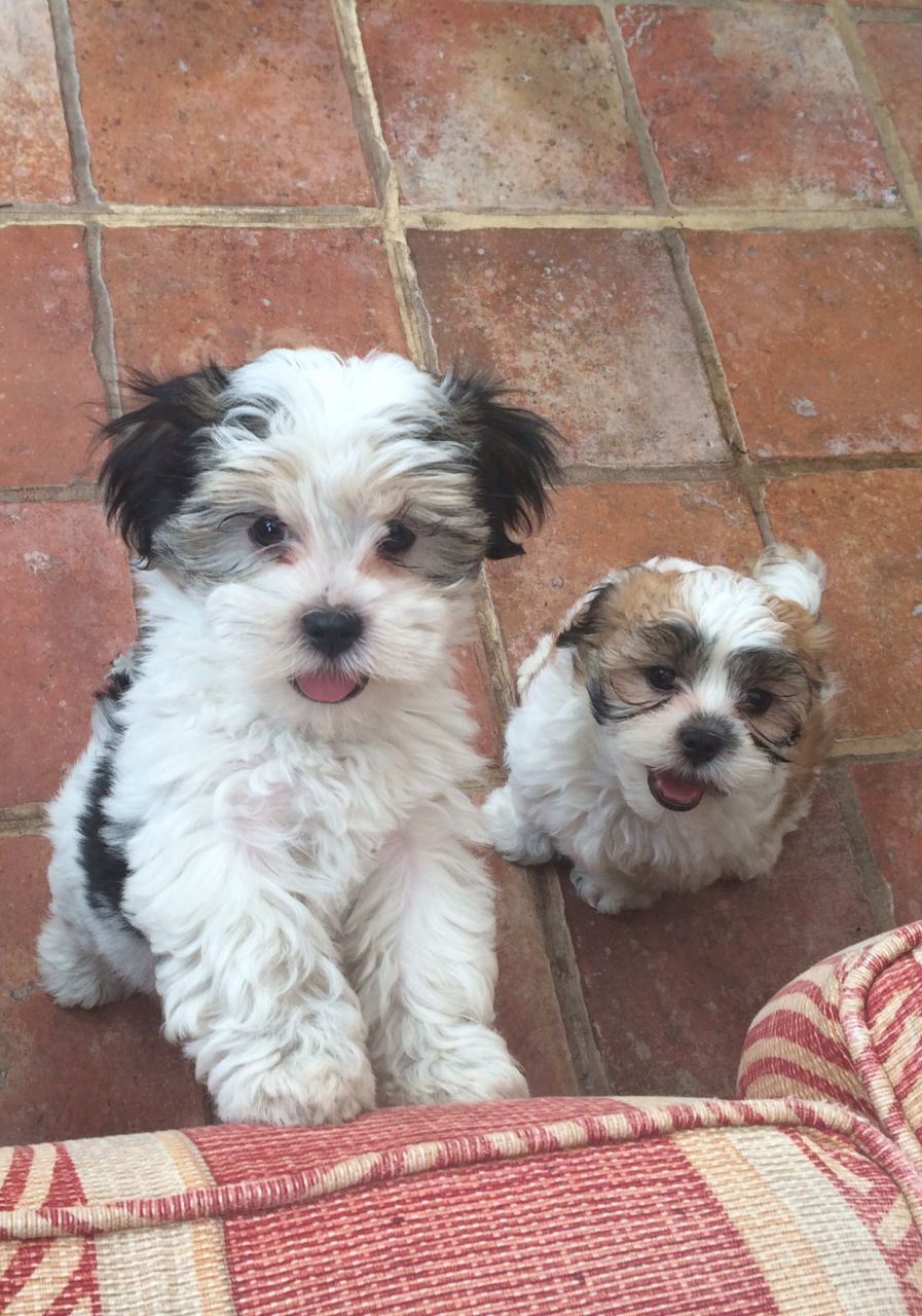 Kyi-Leo Puppies: Kyi Leo Lhasa X Maltese Kyi Leo Puppies Rotherham Breed