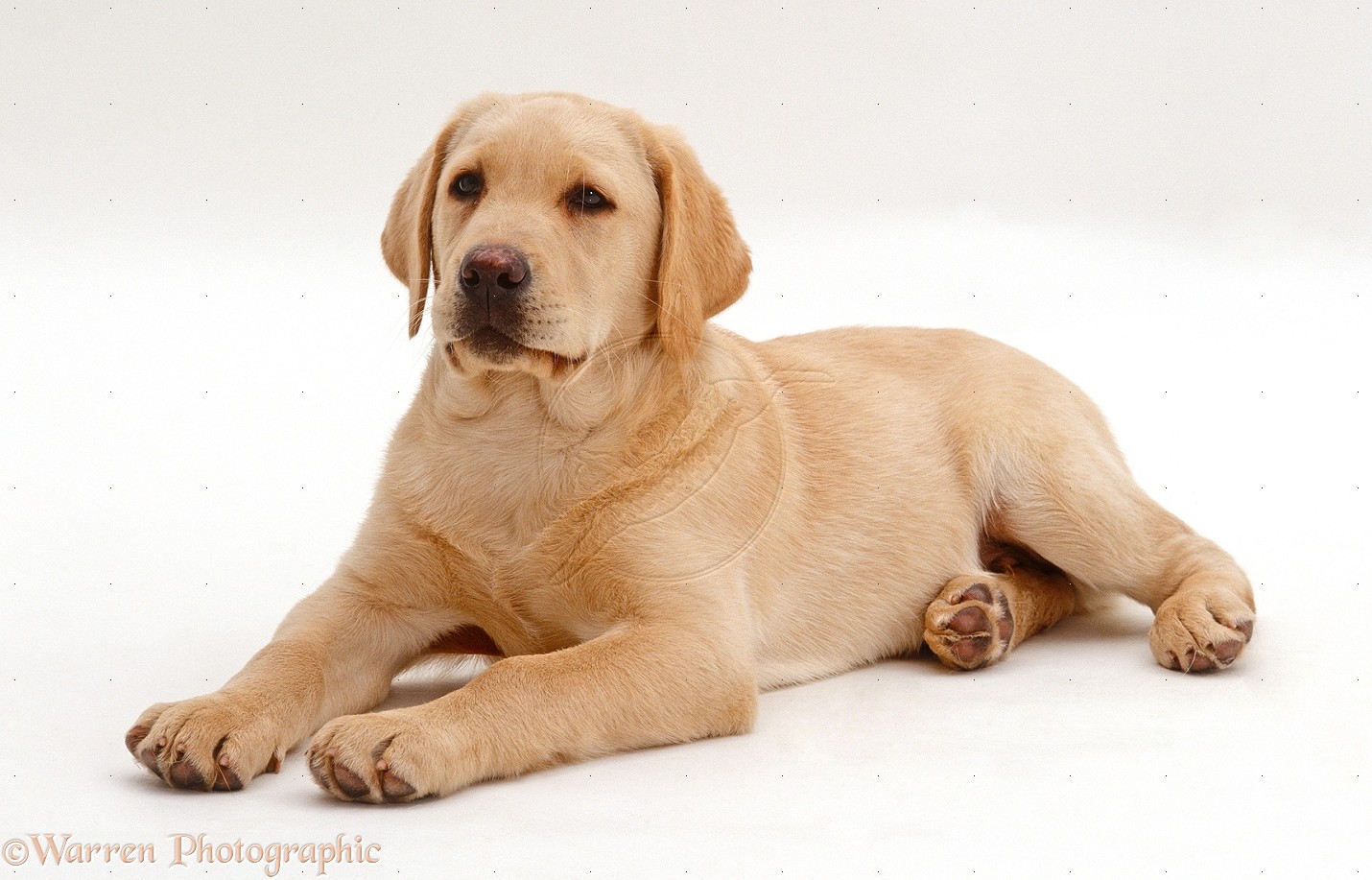 Labrador Husky Dog: Labrador Cool Labrador Dogs Breed