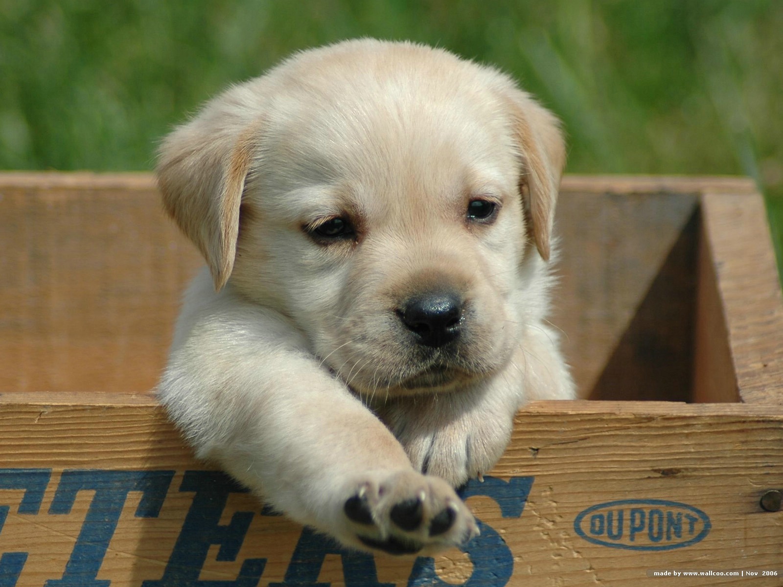 Labrador Retriever Puppies: Labrador Cute Labrador Retriever Puppy Breed