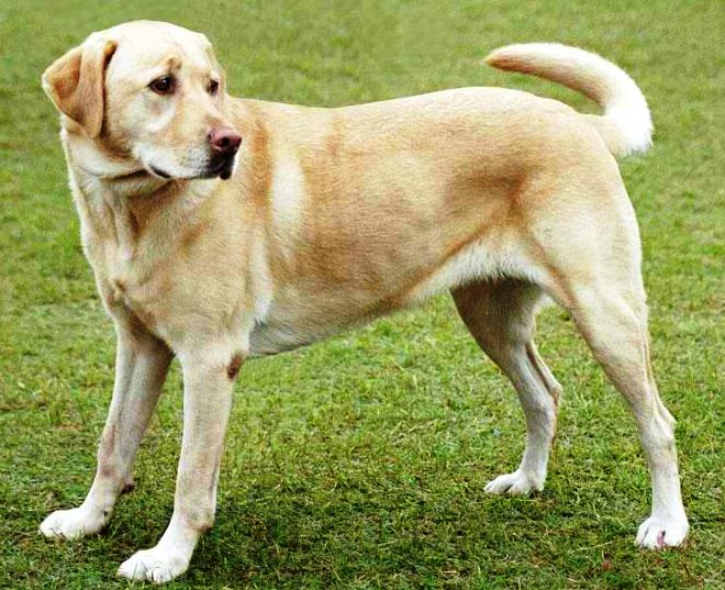 Labrador Retriever Dog: Labrador Dog Breeds Labrador Retriever