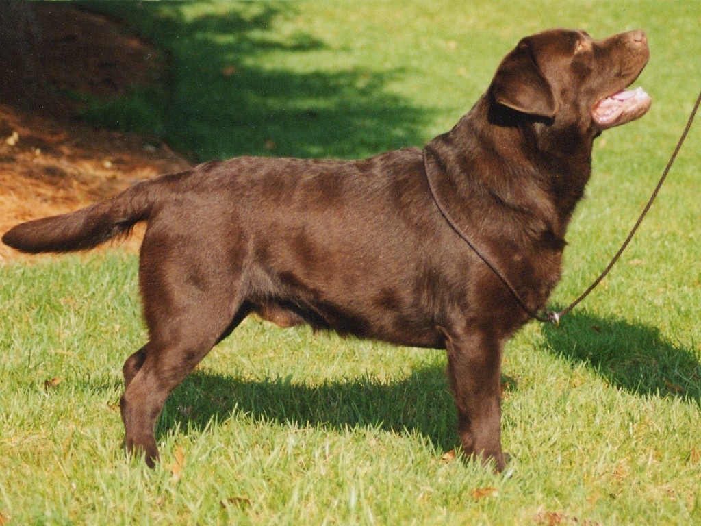 Labrador Retriever Dog: Labrador How To Care For A Labrador Retriever Breed