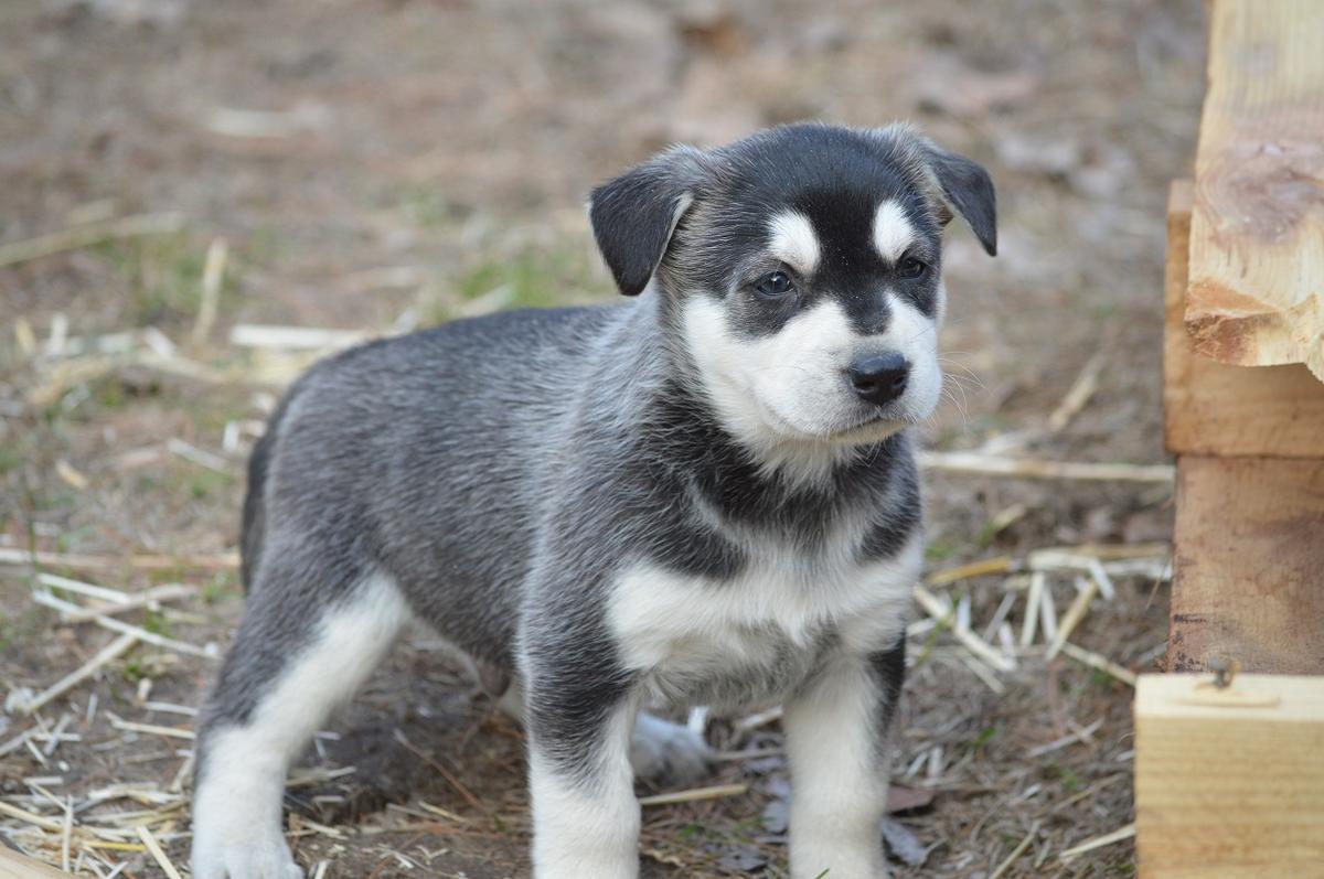 Labrador Husky Puppies: Labrador Husky Labrador Huskador Puppies Breed