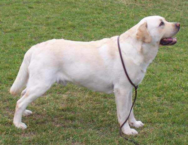 Labrador Retriever Dog: Labrador Labrador Dog Breed