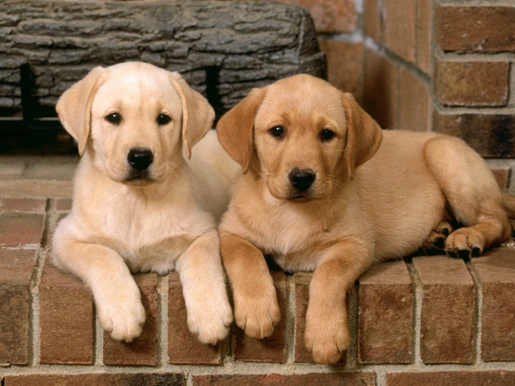 Labrador Retriever Puppies: Labrador Labrador Retriever Dog Breeders