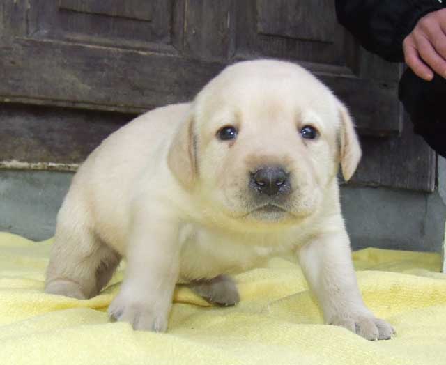 Labrador Retriever Dog: Labrador Labrador Retriever Pictures Breed
