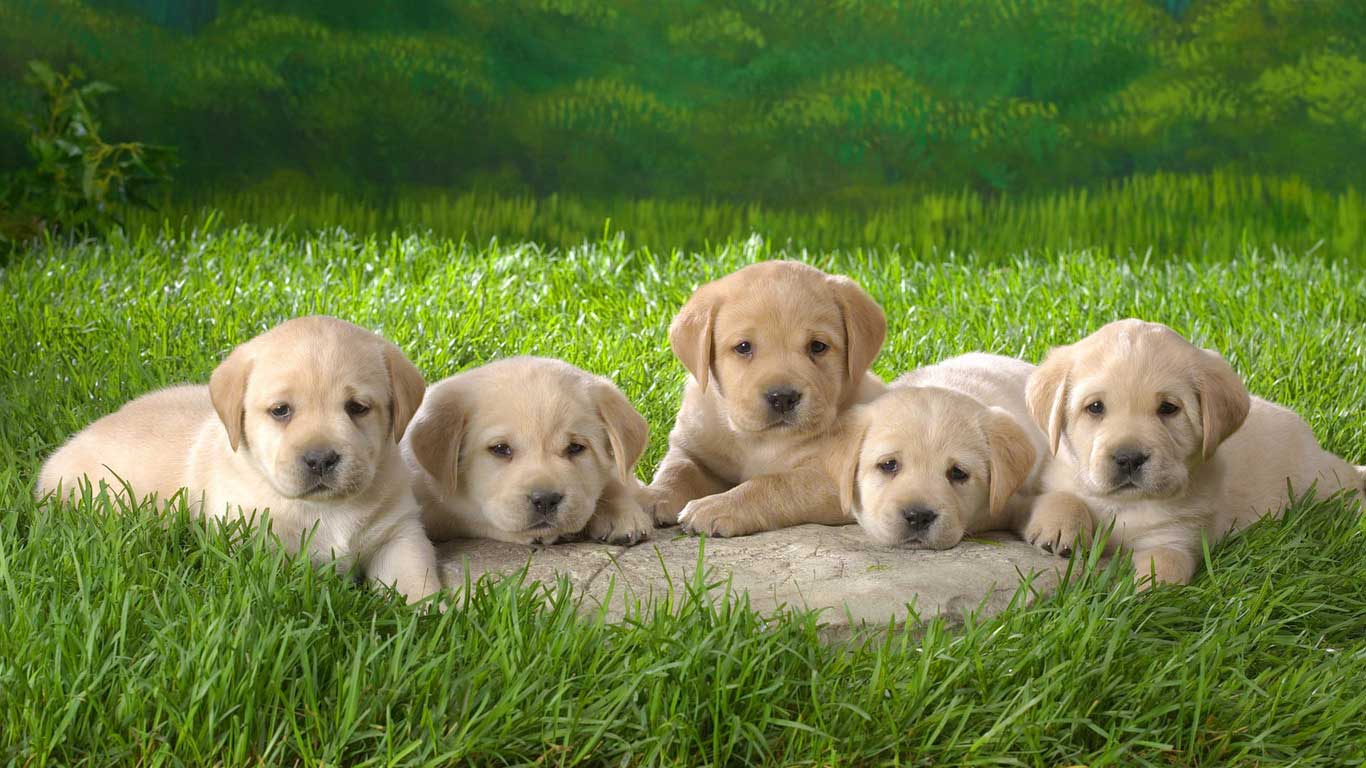 Labrador Retriever Puppies: Labrador Labrador Retriever Puppies Breed
