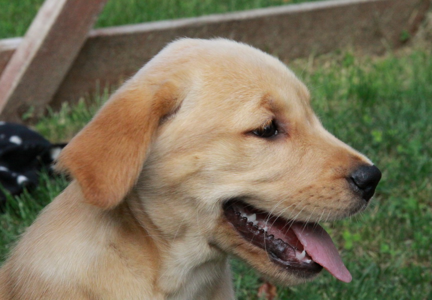 Labrador Retriever Puppies: Labrador Labrador Retriever Puppies For Sale Breed