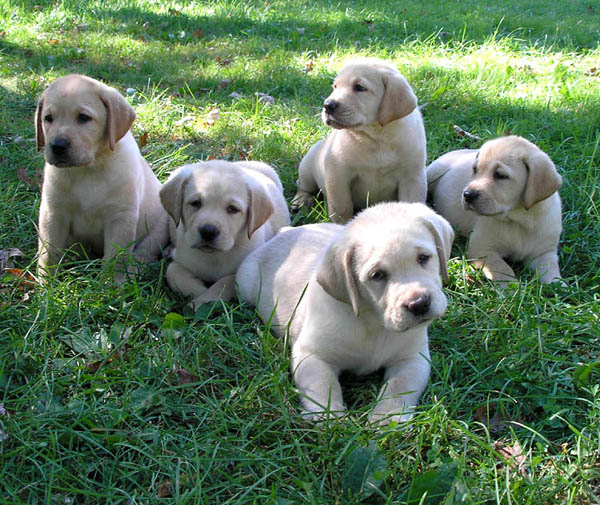 Labrador Retriever Puppies: Labrador Labrador Retriever Puppy Pictures Breed