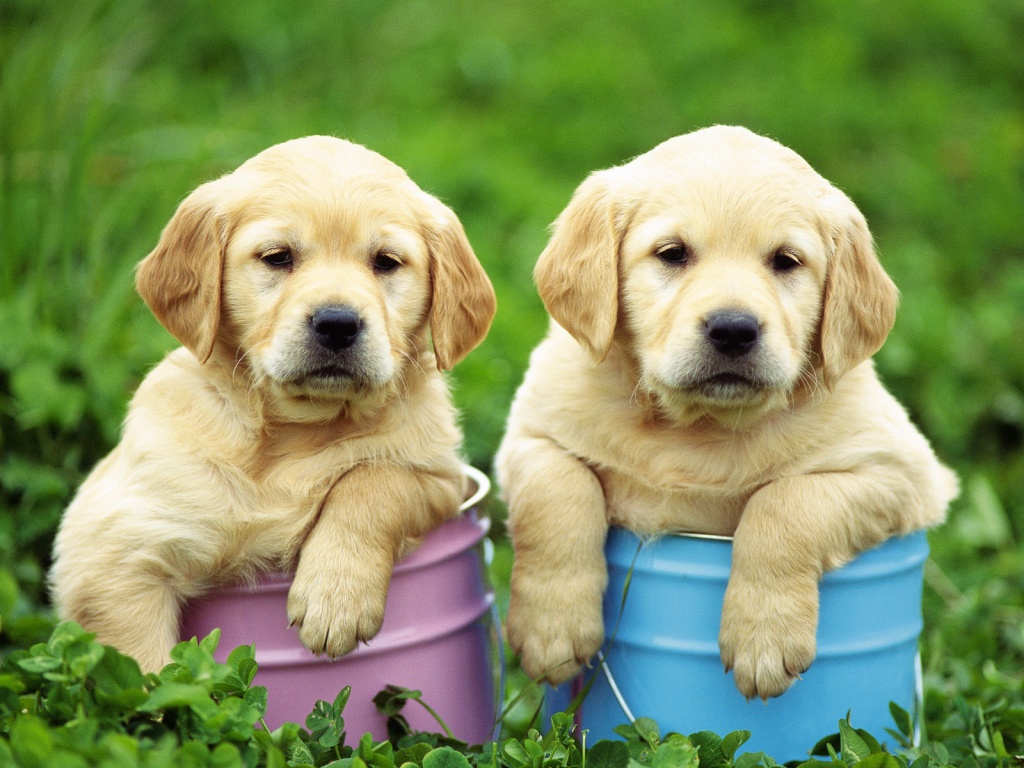 Labrador Retriever Puppies: Labrador Labrador Retriever S Breed