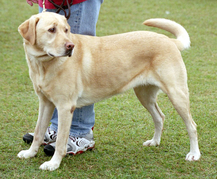 Labrador Retriever Dog: Labrador Labrador Retrievers Breed