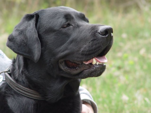 Labrador Retriever Dog: Labrador Labradorretriever Breed